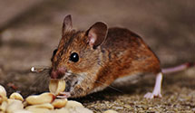 24 Hour & Emergency Exterminators in Micaville, NC